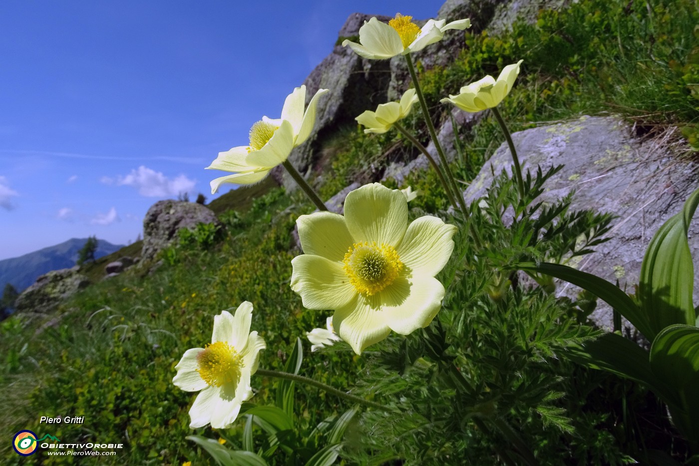 24 Fiori di pulsatilla alpina sulfurea.JPG -                                